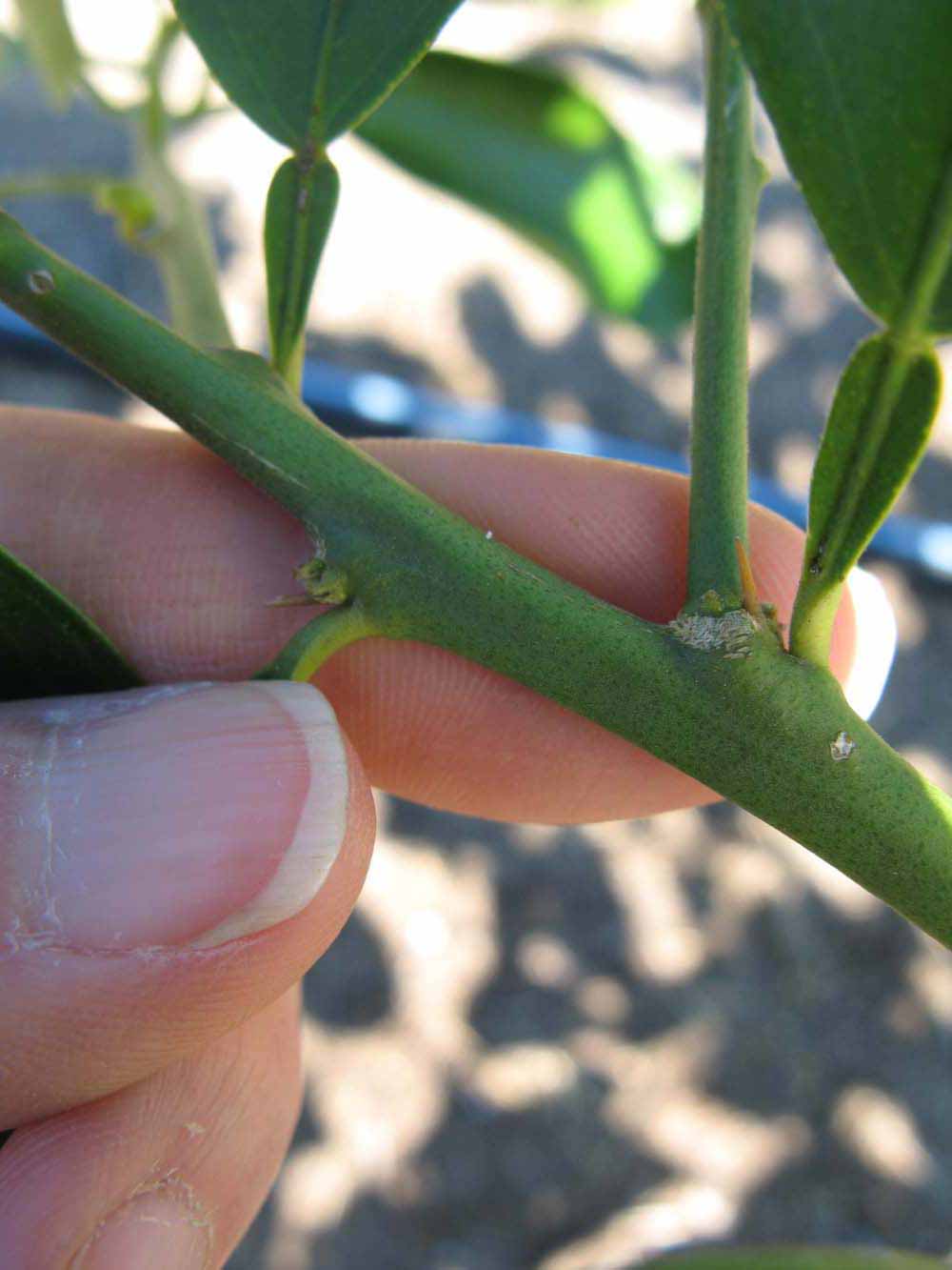            First year twig (Winter Haven, FL)   